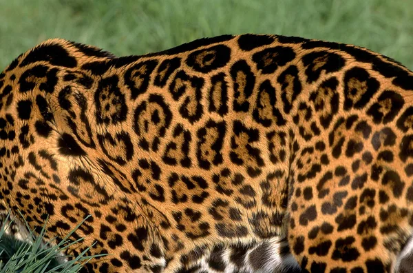 Jaguar panthera onca — Zdjęcie stockowe