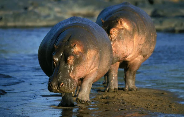 Hipopotamowy hipopotamowy płaz — Zdjęcie stockowe