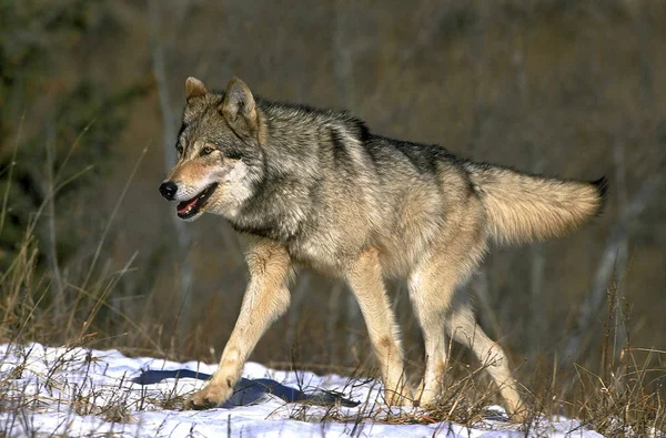 Loup du Canada canis lupus occidentalis —  Fotos de Stock