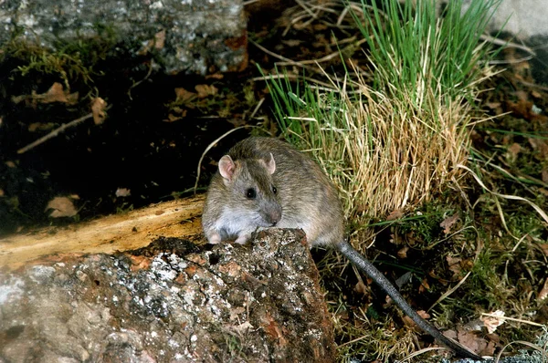 SURMULOT rattus norvegicus — Stock Photo, Image