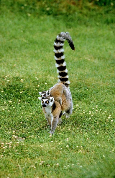 Maki Catta lemur catta — Fotografia de Stock