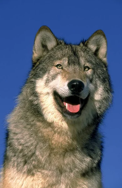 LOUP DU CANADA canis lupus occifellis — стоковое фото