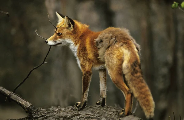 Renard Roux vulpes vulpes — Fotografia de Stock