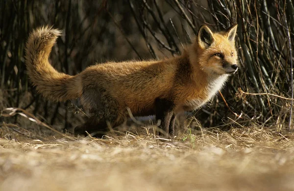 Renard Roux vulpes — Foto de Stock