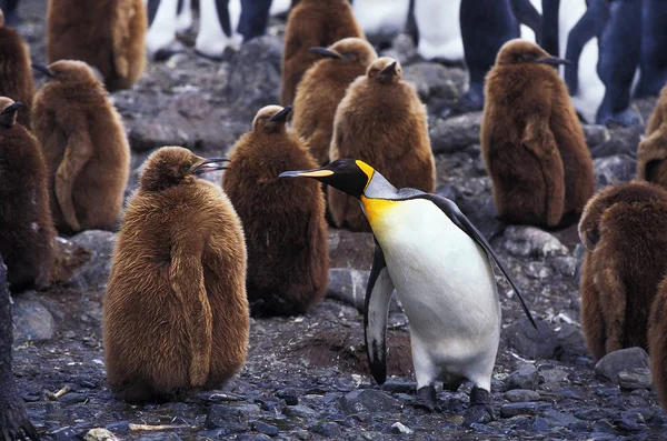 Manchot Koninklijke aptenodytes patagonica — Stockfoto