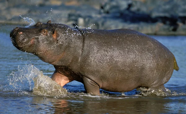HIPPOPOTAME гіпопопотам амфібії — стокове фото