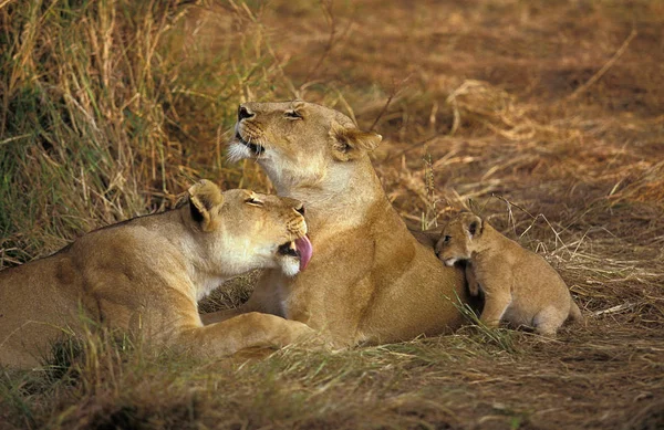 Λιοντάρι D 'Afrique Panthera leo — Φωτογραφία Αρχείου