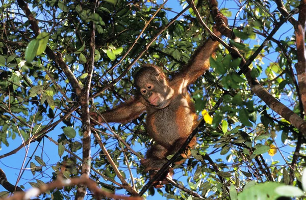 Orang Outan pongo pygmaeus — Stockfoto