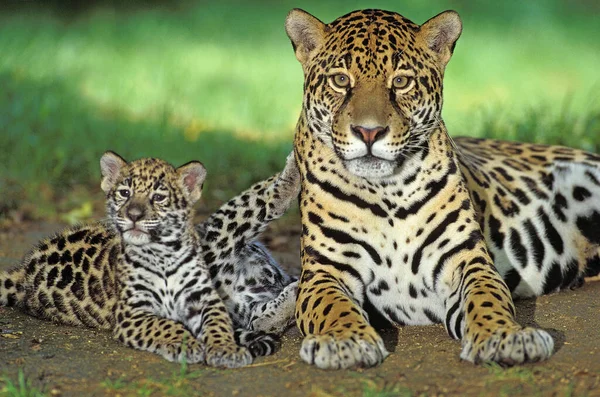 Jaguar panthera onca — Stockfoto