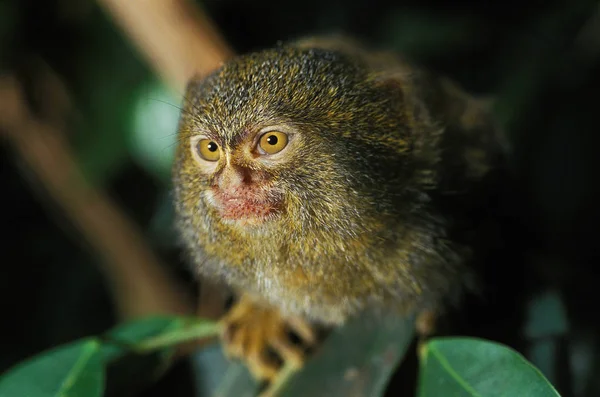 Ouistiti Pygmee callithrix pigmaea — Zdjęcie stockowe