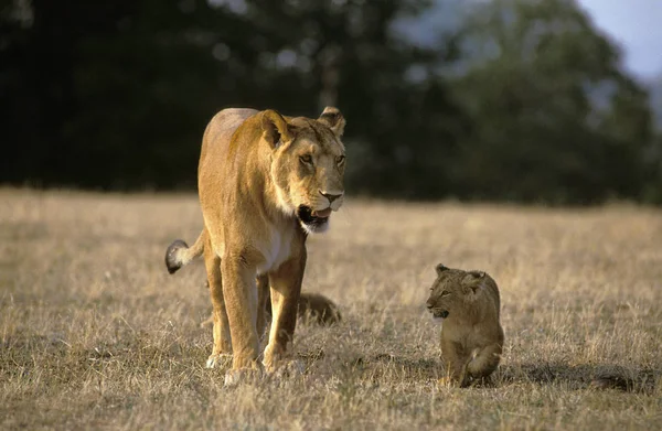 Λιοντάρι D 'Afrique Panthera leo — Φωτογραφία Αρχείου