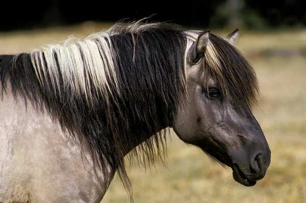 Tarpan — Stockfoto