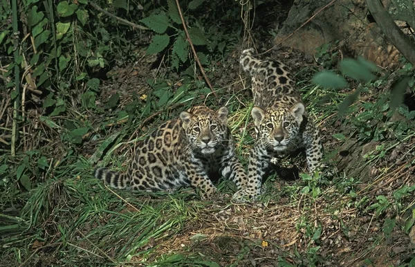 Jaguar panthera onca — Zdjęcie stockowe