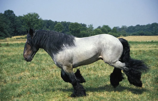 Mulassiere Du Poitou — Foto Stock