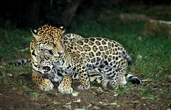 El pánico de Jaguar onca — Foto de Stock
