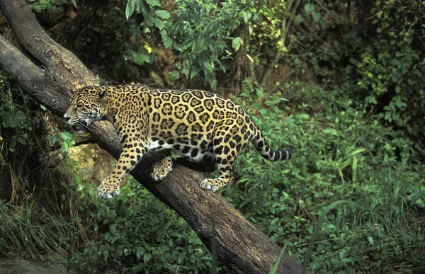 Onça-pintada panthera onca — Fotografia de Stock