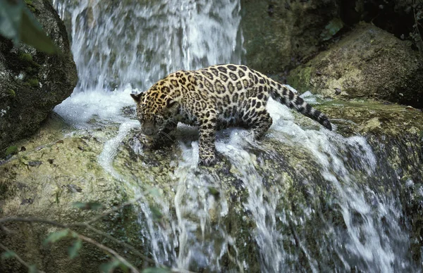 Onça-pintada panthera onca — Fotografia de Stock