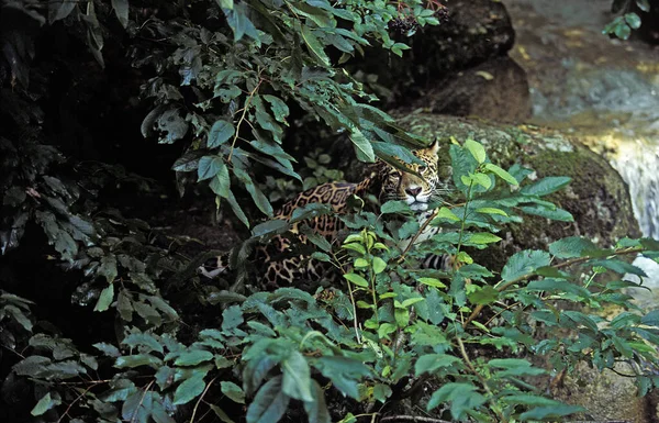 Jaguár panthera onca — Stock fotografie