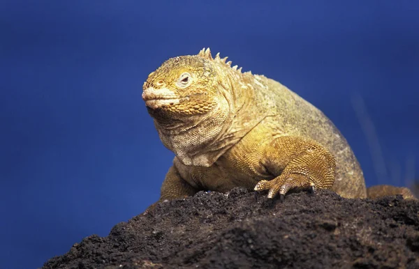 Iguane Terrestre Des Galapagos conolophus subcristatus — Stock fotografie