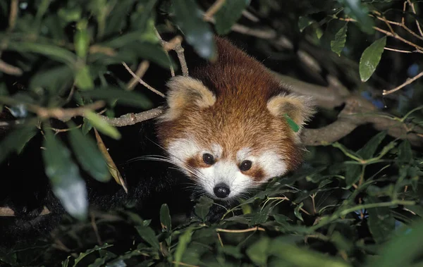 Petit Panda ailurus fulgens — Foto de Stock