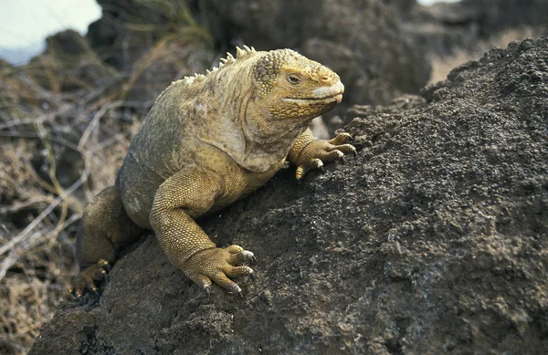 IGUANE TERRESTRE DES GALAPAGOS conolophus subcristatus — Stock Photo, Image