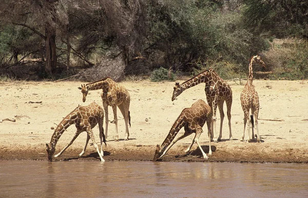 Girafe Reticulee giraffa camelopardalis reticulata — Stockfoto