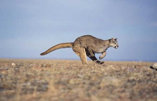 Puma puma concolor — Stok fotoğraf