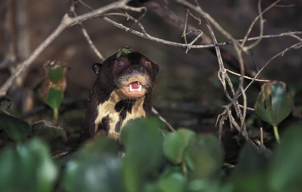 Loutre Geante pteronura brasiliensis — Stok fotoğraf