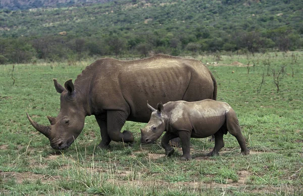 Rhinoceros Blanc ceratotherium simum — стокове фото