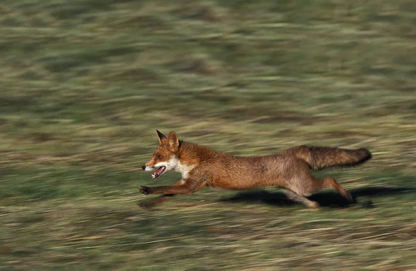 Renard Roux vulpes vulpes — Fotografia de Stock