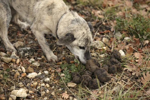 Chien Truffier — Stok fotoğraf