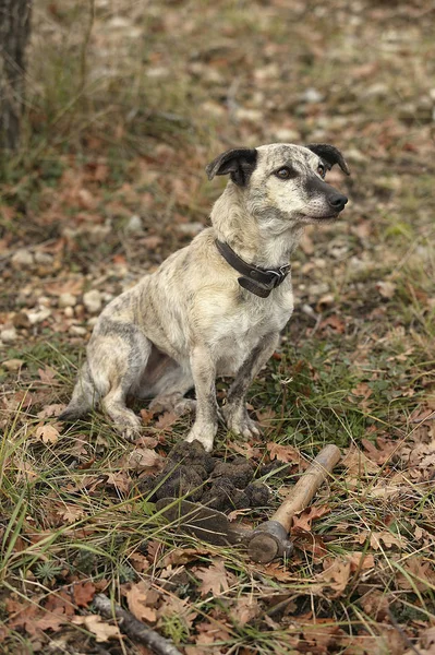 Truffier chien — Foto de Stock