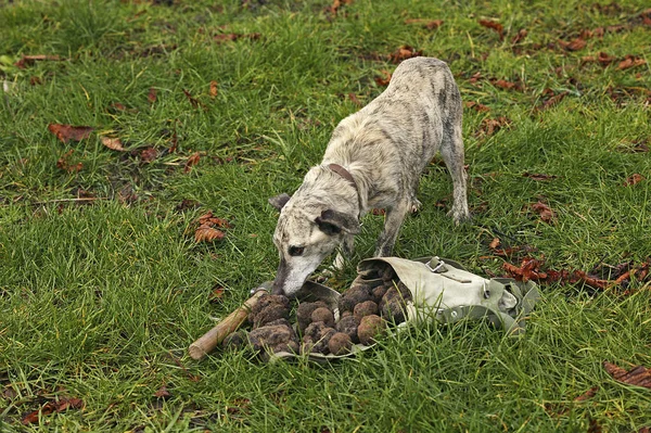 Truffier chien — Foto de Stock