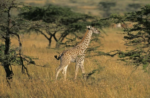 GIRAFE MASAI jirafa camelopardalis tippelskirchi — Foto de Stock