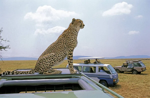 SAFARI — Stock Photo, Image