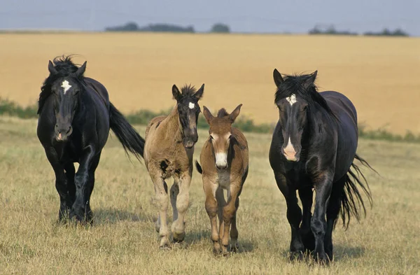 Mulassiere Et Mule — Stockfoto