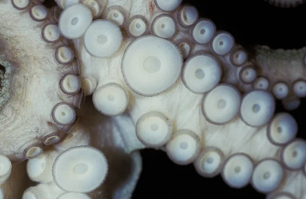 POULPE COMMUN octopus vulgaris — Stock Photo, Image