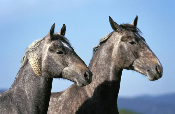 Lipizzaner — Stockfoto