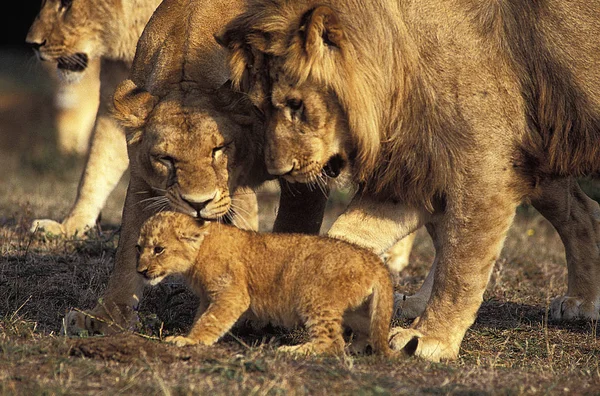 LION D'AFRIQUE panthera leo — Stock Photo, Image