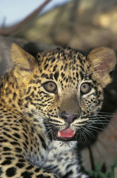 PANTHERE LEOPARD pantera pardus — Foto de Stock