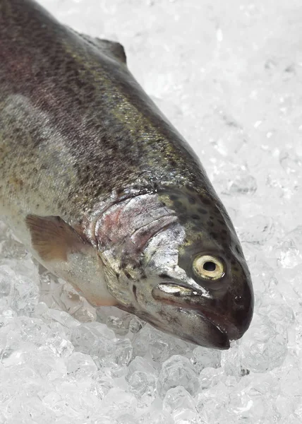 TRUITO ARC EN CIEL POISSONNERIE — Fotografia de Stock