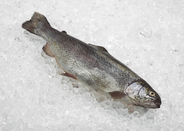 Truite Arc En Ciel Poissonnerie — Stock Fotó