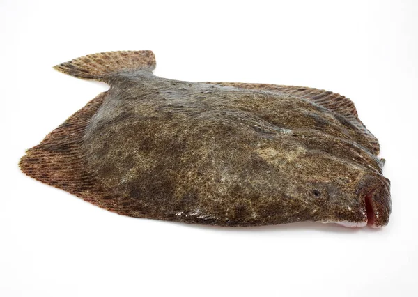 Turbot Poissonnerie — Zdjęcie stockowe