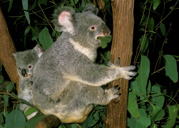 Koala phascolarctos cinereus — Zdjęcie stockowe