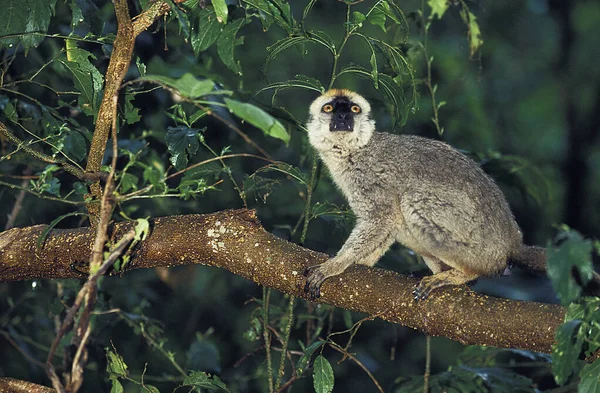 Maki Brun eulemur full vus — Foto de Stock