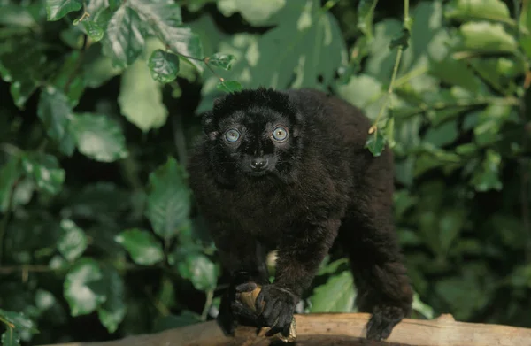 Macaco Fotografias De Banco De Imagens Imagens Livres De Direitos Autorais Macaco Depositphotos