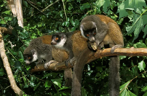 Lemur Mongoz lemur mongolski — Zdjęcie stockowe