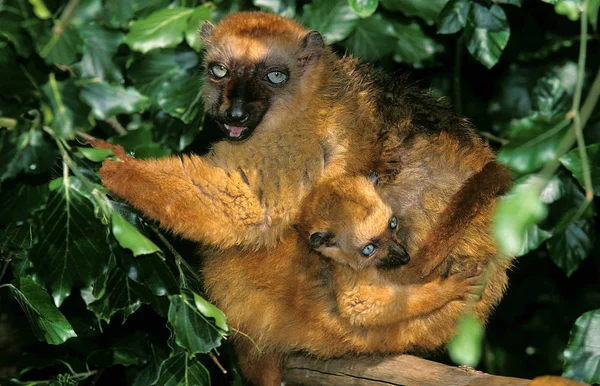 Maki Macaco eulemur macaco — Stok fotoğraf