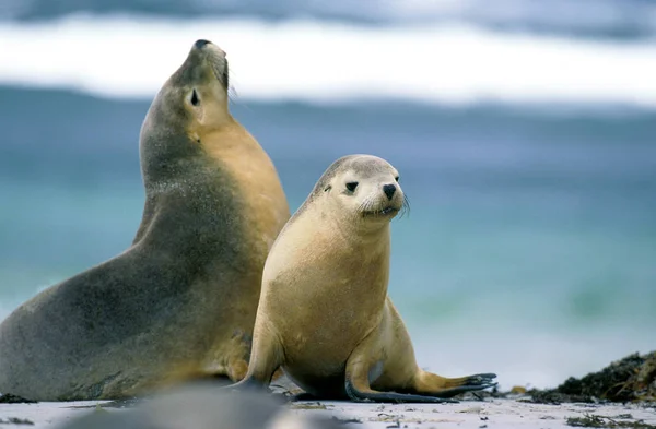 Lion De Mer Australian neophoca cinerea — стокове фото