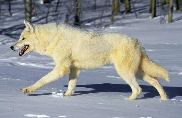 Loup Blanc De La Toundra canis lupus tundrarum — Foto Stock